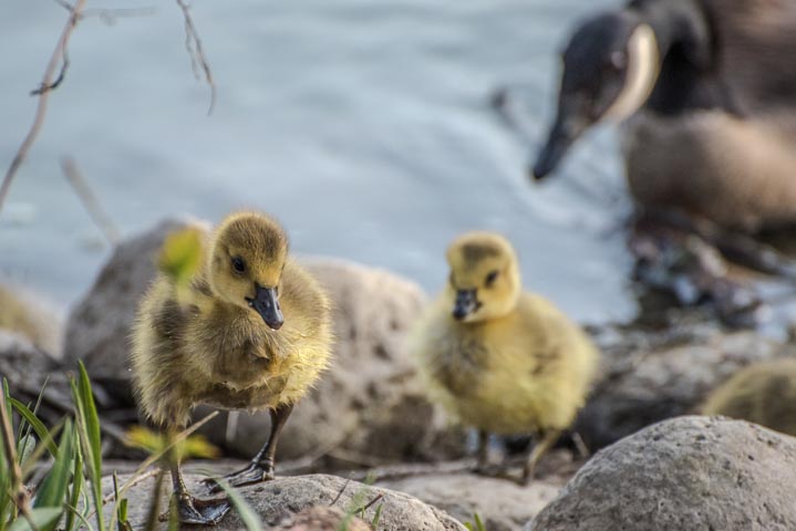 ducklings