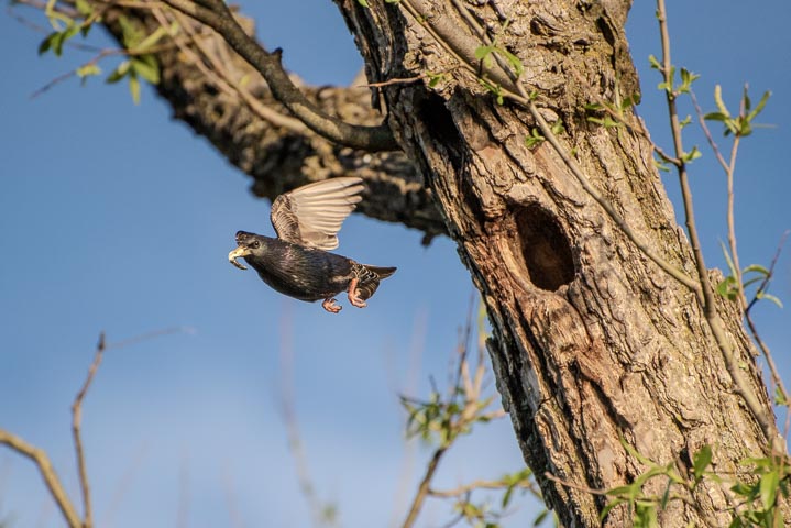 a bird leaving the nest.
