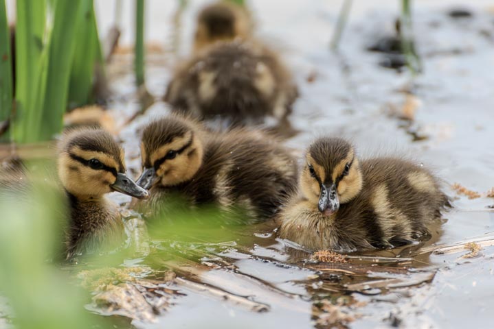 a couple of ducklings swimming in the water