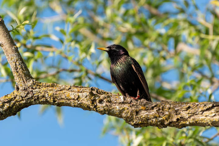 common_starling