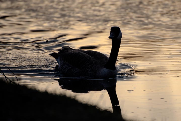 a canada goose swimming in the river suring the dusk
